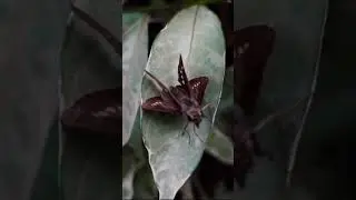 Бабочки вампиры пьют кровь!