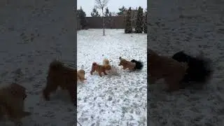 #beautiful #dog #playing #shorts