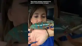 Барановская завела Синее чудовище. Ведущая передачи Мужское / Женское 