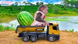 Farmer BiBi harvest fruit to make ice cream