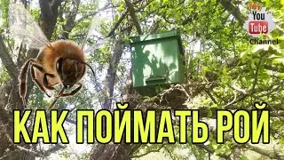 Как поймать пчелиный рой?! Расстановка ловушек.