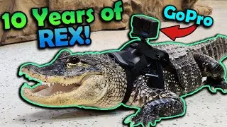 Celebrating our Pet Alligator's 37th Birthday!