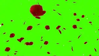 Incredible rose petals falling green screen, chroma key falling rose petals, pantalla verde