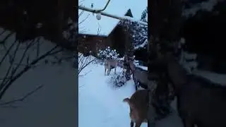 Для чего необходимы зимние прогулки коз?