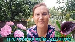 Чи стала ШИРОКОЛИСТА ГОРТЕНЗІЯ блакитною🪻Прогулянка садочком🌹#оглядсаду#якзмінитиколіргортензії#дача