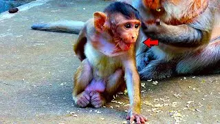 SO Funny tiny baby monkey play so fun around her Mother