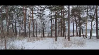 Зимний, сосновый лес. На берегу МОРЯ!