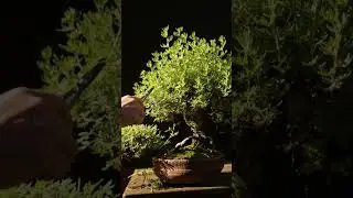 Easy! Summer Pruning Potentilla Bonsai