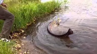 Ловля крупного сома в Подмосковье на Серебряной Чаше