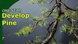 How to Develop Pine Bonsai? (One full development year)