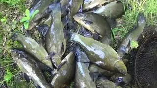 Супер рыбалка! Ловля ЛИНЯ вершами! СЛАБОНЕРНЫМ НЕ СМОТРЕТЬ!!!