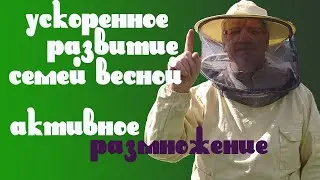 How to accelerate the development of bee colonies in the spring.