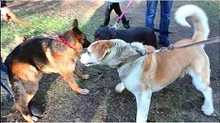 Alabai and the Caucasian Shepherd Dog - a huge mestizo. The German Shepherd was not frightened