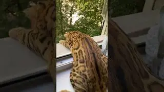 he is lurking someone there😂😻 #catlife #cute #cat #catvideos
