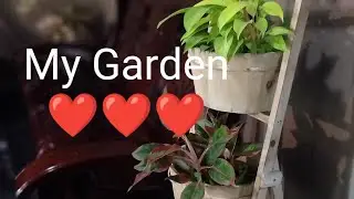 MY Garden ❤️