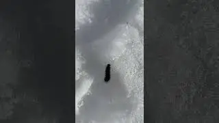 Гусеница бурой медведицы на снегу