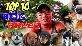 Top 10 Popular Dog Breed In The Philippines 🇵🇭 | Ugali Ng Mga Dogs 🐕 | Dog Lover ❤