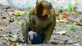 Oh my god, Poor Baby Monkey Deep Hurt & So Heavy While Adult monkey Ride On It Like THat