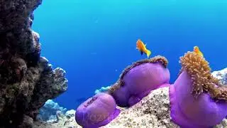 Потрясающе красивая  музыка до глубины души! Послушайте!