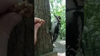 Ещё про дятла / More about the woodpecker