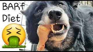 How I Feed RAW FOOD to My Dogs After Exercise - B.A.R.F. Diet Mukbang