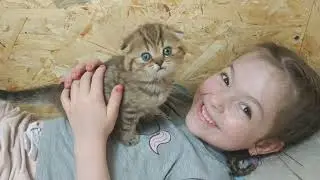 Baby Mom cat and cute kittens love for the family So cute kittens meow Happy day