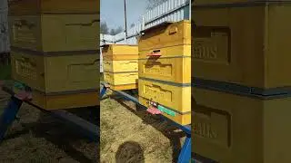 Облёт молодой Пчелы 