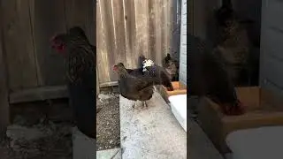 Our 6 Hens Episode 3 - A New Fence