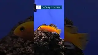 Лучшие рыбки для 200 литрового аквариума 