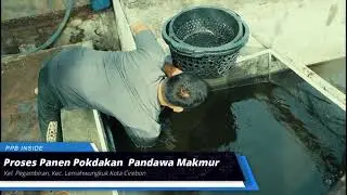 Peran Penyuluh Perikanan Bantu Dalam Peningkatan Produktivitas Perikanan Budidaya Di Kota Cirebon