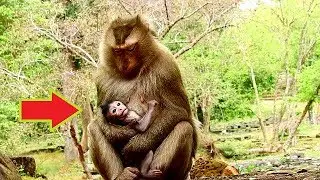 Cute baby Maci Run so fast request groom from Ashley|Ashley hurry accept&hug Maci in chest