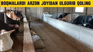 Boqma buqalar va ģunajinlar +99893.442.65.30+99894.042.65.30 optim joyidan