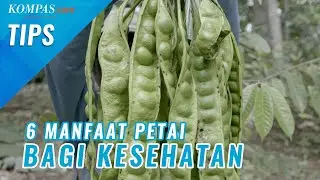 Cegah Depresi Hingga Rawat Kesehatan Jantung, Ini 6 Manfaat Petai bagi Tubuh