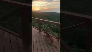 He loves his sunsets. #dogs #sunset