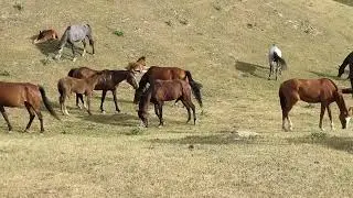 Semental Corindón caballos . Encuentro de primavera con yeguas Cavalos horses