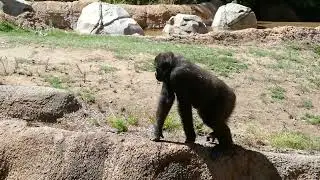 Western Lowland Gorillas LA Zoo Los Angeles California USA August 16, 2024