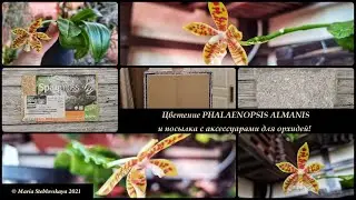 Цветение орхидеи Phalaenopsis Almanis и распаковка посылки с аксессуарами для орхидей!