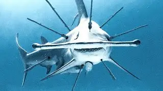 We Had No Choice but to Destroy This Beast and Consume Its Flesh