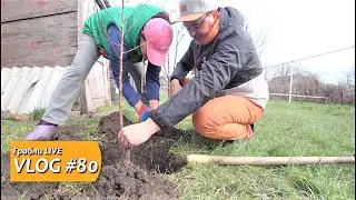 УХ КАК ЦЕНЫ РАСТУТ! ЯРМАРКА, а потом ХОЗМАГ. КУПИЛИ И ПОСАДИЛИ ДВА новых ДЕРЕВА. Влог 04 апреля
