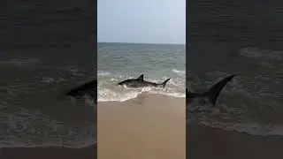 Risky Moment Beachgoers Push Stranded Shark Back Into The Ocean