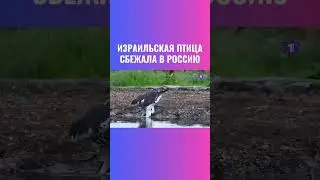 Редкая птица сбежала из Израиля на крайний Север