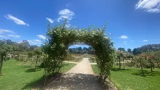 Rose Garden