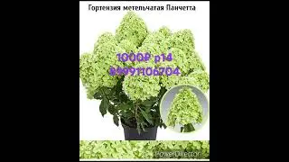 Гориензии 1000₽ серия пан.89991106704