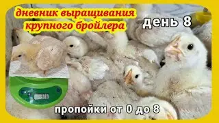 Бройлеры. Выращивание крупного, крепкого бройлера. Отменяю пропойки, верю комбикорму.