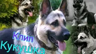 Восточно-европейская овчарка|Клип|Кукушка