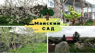 Обзор САДА 2021 / Наш МАЙСКИЙ сад / ФРУКТОВЫЙ сад в СИБИРИ