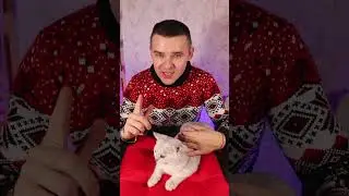 ЛЮБИМАЯ ИГРУШКА БЕЛКИ #cat