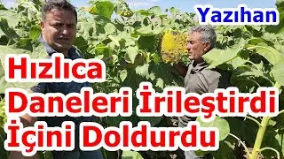 Ayçiçeğinde  Dane Büyütme - İç Doldurma - Ayçiçeği Damlama Gübreleme - Damlama Gübresi - Malatya