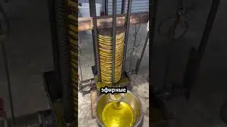 Как добывают масло из деревьев 