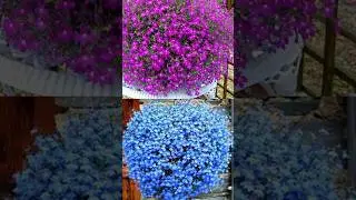 Как вырастить красивый и пышный кустик лобелии?